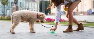 propreté du chien